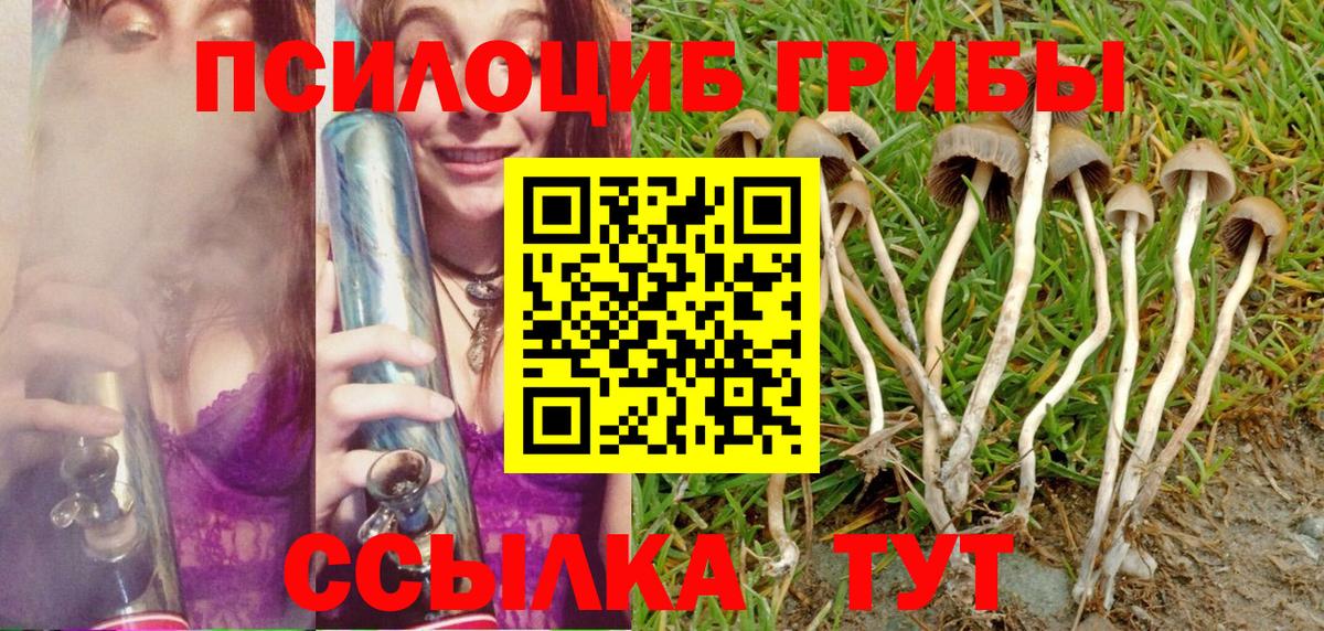 Псилоцибиновые грибы Psilocybe Йошкар-Ола